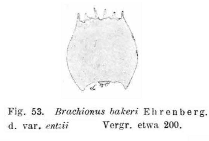 Brachionus quadridentatus f. entzii