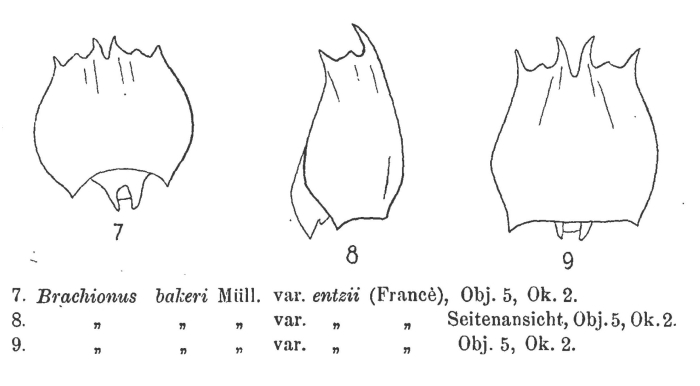 Brachionus quadridentatus f. entzii