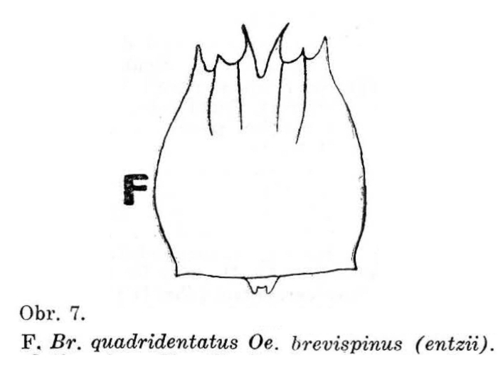 Brachionus quadridentatus f. entzii