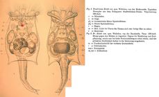 Brachionus quadridentatus f. entzii - Original description image