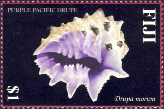 Drupa morum Drupa morum