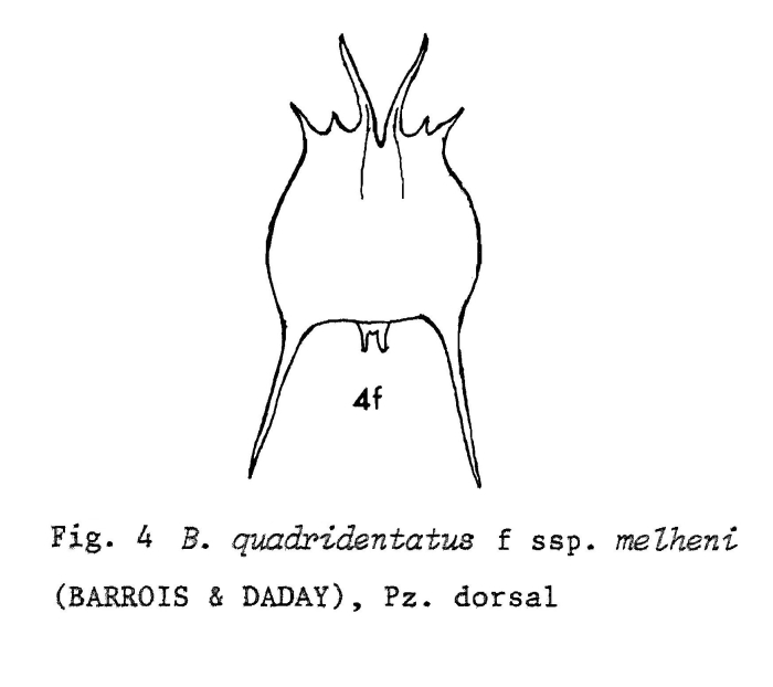 Brachionus quadridentatus f. melhemi
