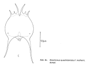Brachionus quadridentatus f. melhemi