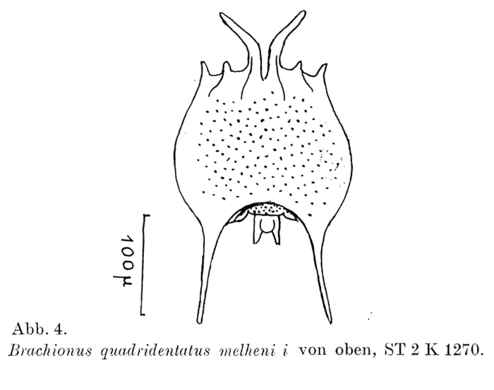 Brachionus quadridentatus f. melhemi