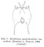 Brachionus quadridentatus f. melhemi