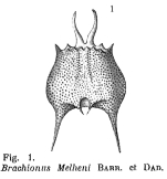 Brachionus quadridentatus f. melhemi