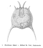 Brachionus quadridentatus f. melhemi