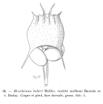 Brachionus quadridentatus f. melhemi