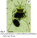 Brachionus quadridentatus f. melhemi