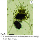 Brachionus quadridentatus f. melhemi