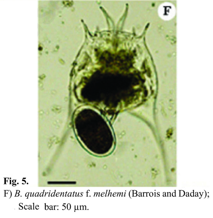 Brachionus quadridentatus f. melhemi