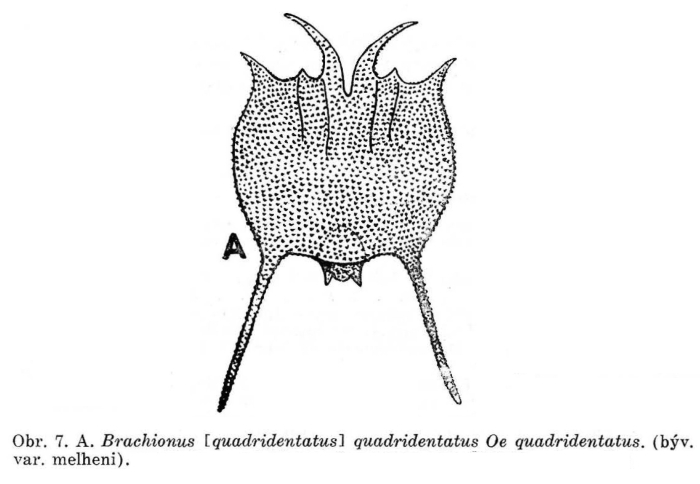 Brachionus quadridentatus f. melhemi