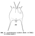 Brachionus quadridentatus f. melhemi