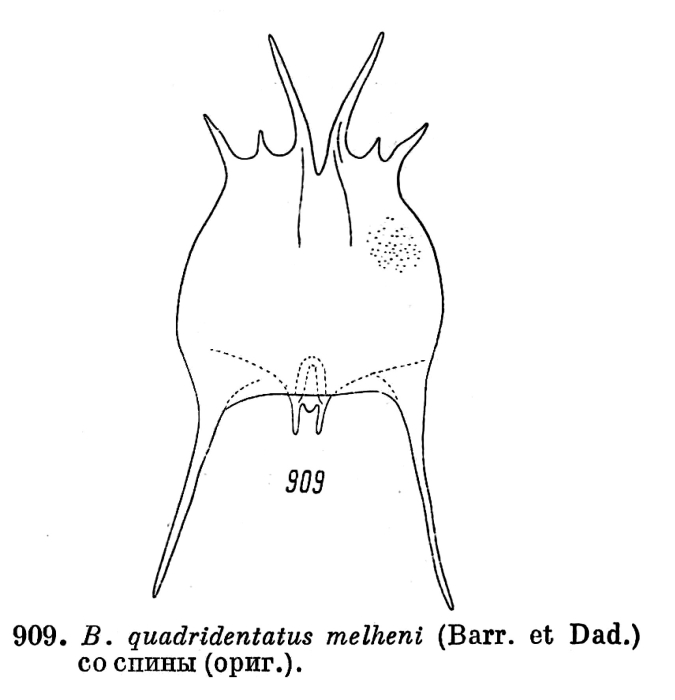 Brachionus quadridentatus f. melhemi