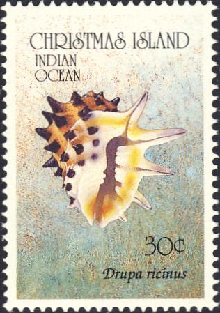 Drupa ricinus Drupa ricinus