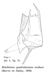 Brachionus quadridentatus f. melhemi