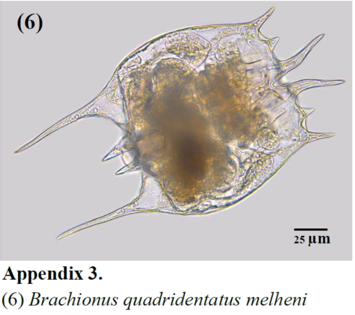 Brachionus quadridentatus f. melhemi