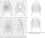 Brachionus quadridentatus f. melhemi - Original description image