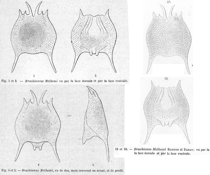 Brachionus quadridentatus f. melhemi - Original description image