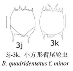 Brachionus quadridentatus f. minor