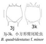 Brachionus quadridentatus f. minor