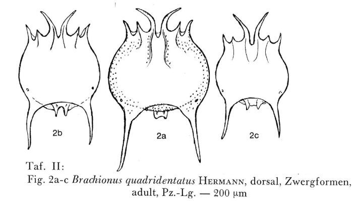 Brachionus quadridentatus f. minor
