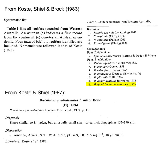 Brachionus quadridentatus f. minor - Original description image