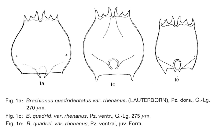 Brachionus quadridentatus f. rhenanus