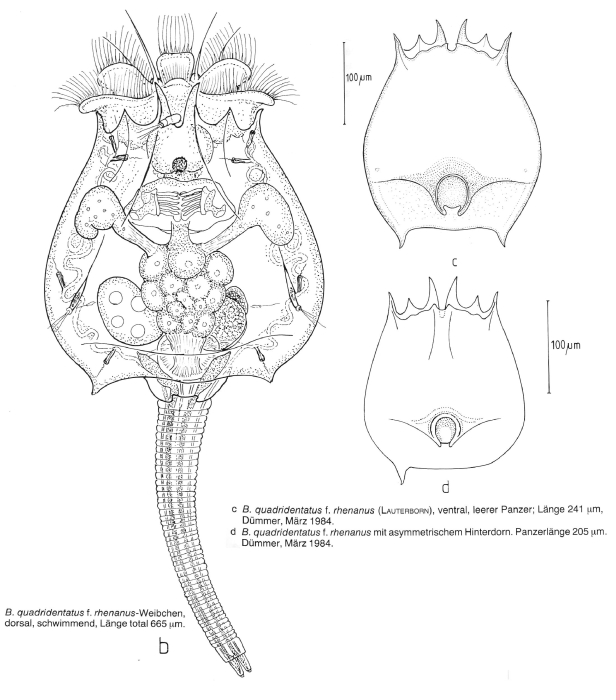 Brachionus quadridentatus f. rhenanus