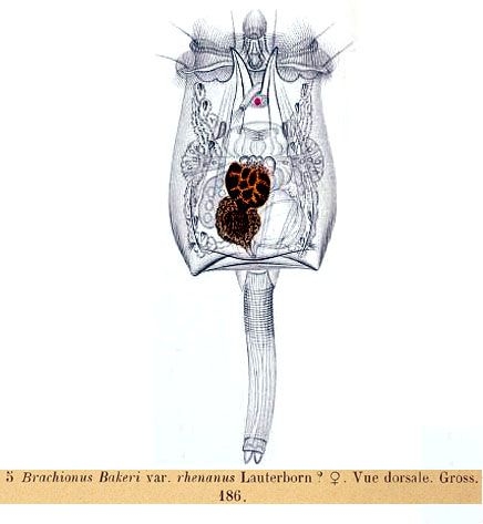 Brachionus quadridentatus f. rhenanus