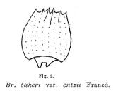 Brachionus quadridentatus f. rhenanus