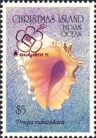 Drupa rubusidaeus Drupa rubusidaeus