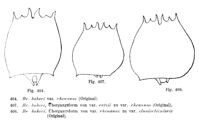 Brachionus quadridentatus f. rhenanus
