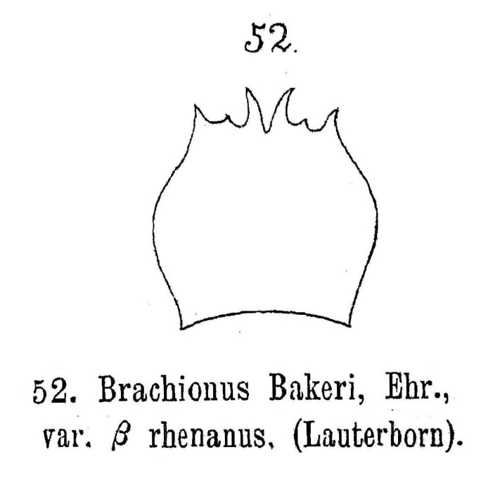 Brachionus quadridentatus f. rhenanus