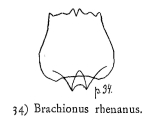 Brachionus quadridentatus f. rhenanus