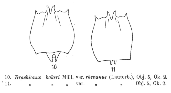 Brachionus quadridentatus f. rhenanus