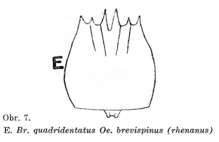 Brachionus quadridentatus f. rhenanus