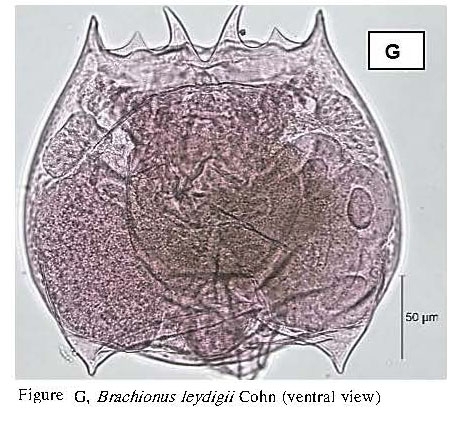Brachionus quadridentatus f. rhenanus