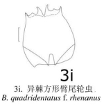 Brachionus quadridentatus f. rhenanus