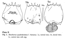 Brachionus quadridentatus f. rhenanus