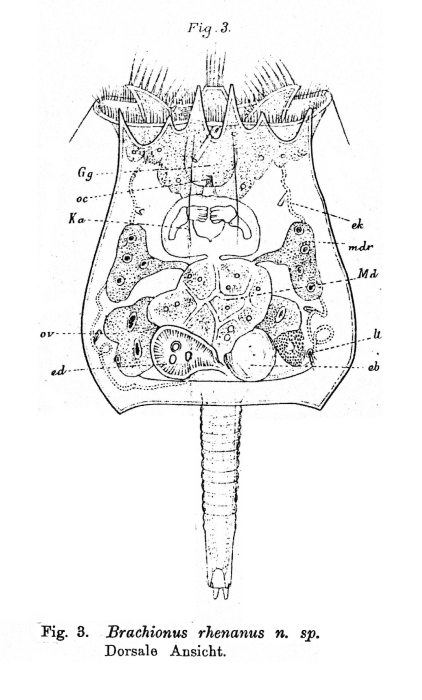 Brachionus quadridentatus f. rhenanus - Original description image