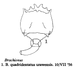 Brachionus quadridentatus urawensis - Original description image