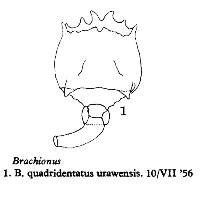 Brachionus quadridentatus urawensis - Original description image