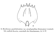 Brachionus quadridentatus var. ancylognathus