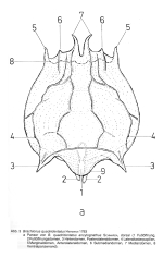 Brachionus quadridentatus var. ancylognathus