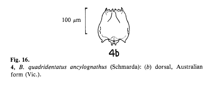 Brachionus quadridentatus var. ancylognathus