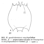 Brachionus quadridentatus var. ancylognathus