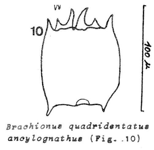 Brachionus quadridentatus var. ancylognathus