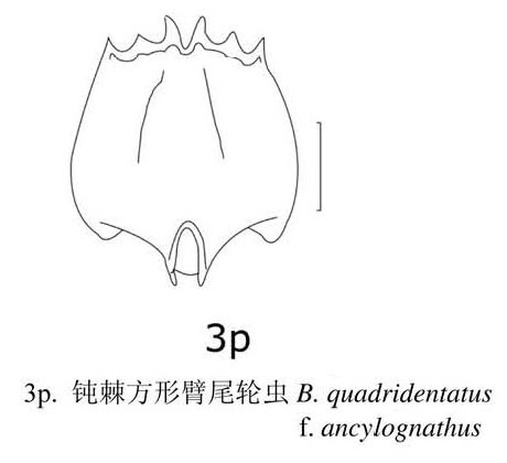 Brachionus quadridentatus var. ancylognathus