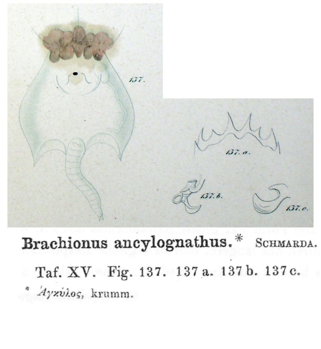 Brachionus quadridentatus var. ancylognathus - Original description image